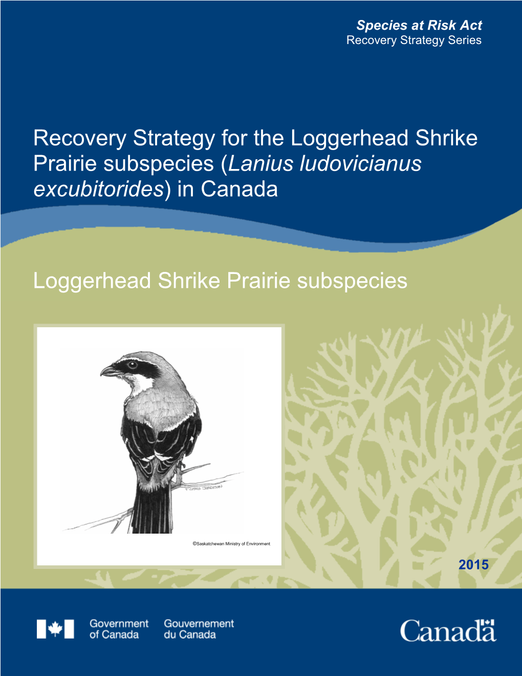 Loggerhead Shrike Prairie Subspecies (Lanius Ludovicianus Excubitorides) in Canada