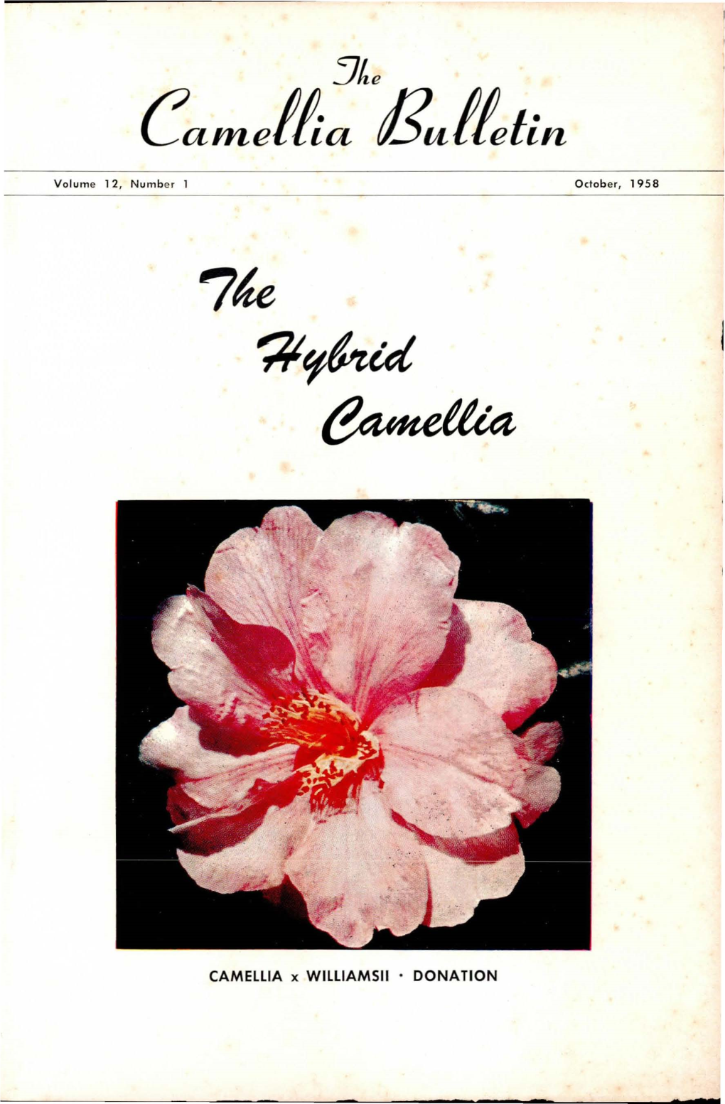 Camelaa Bulletin