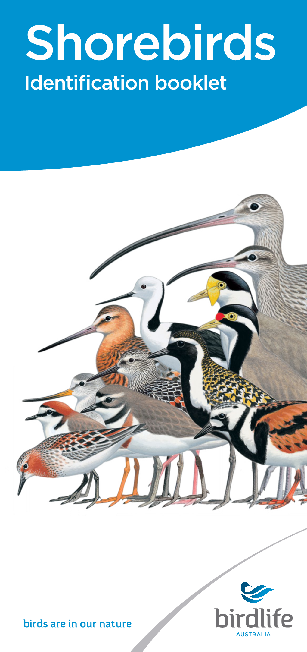 Shorebirds Identification Booklet