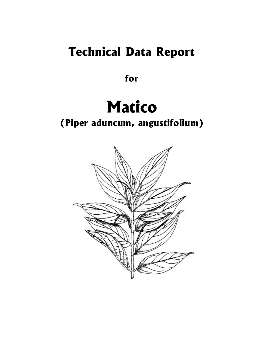 Matico (Piper Aduncum, Angustifolium) © Copyrighted 2006