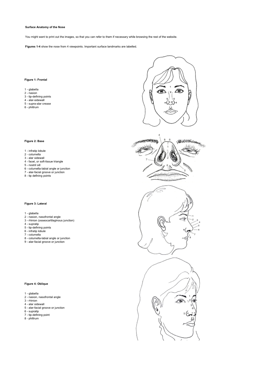 Surface Anatomy of the Nose