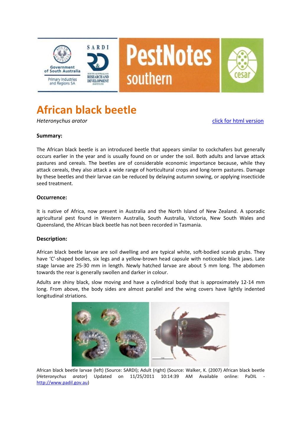 African Black Beetle Heteronychus Arator Click for Html Version