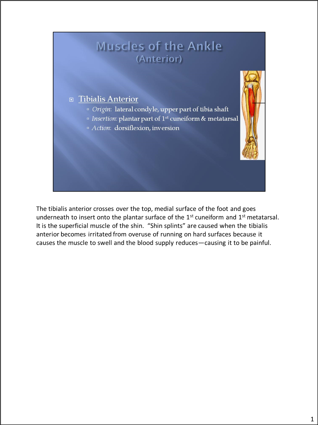 The Tibialis Anterior Crosses Over the Top, Medial Surface of the Foot and Goes Underneath to Insert Onto the Plantar Surface of the 1St Cuneiform and 1St Metatarsal