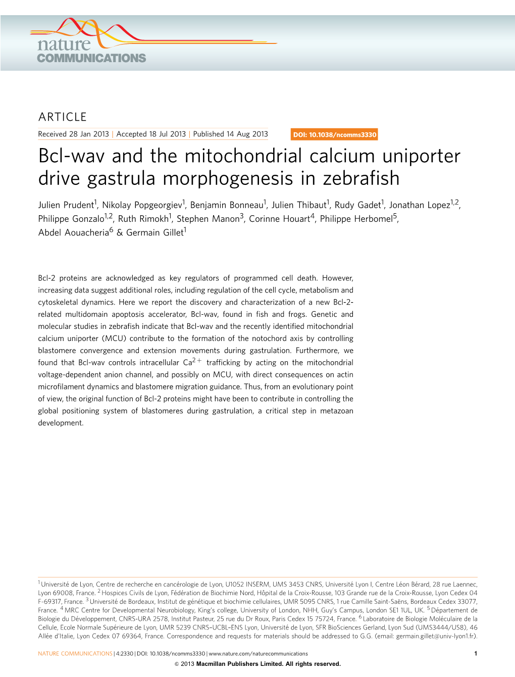 Bcl-Wav and the Mitochondrial Calcium Uniporter Drive Gastrula Morphogenesis in Zebrafish