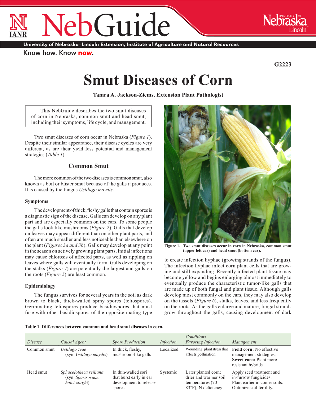 Smut Diseases of Corn Tamra A
