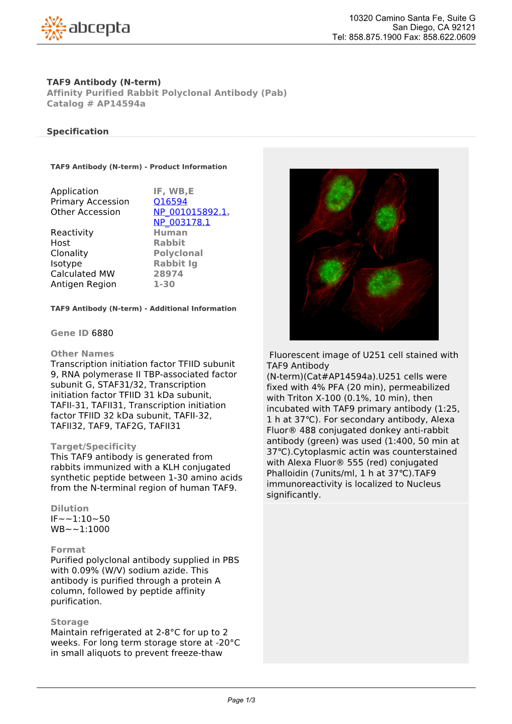 TAF9 Antibody (N-Term) Affinity Purified Rabbit Polyclonal Antibody (Pab) Catalog # Ap14594a