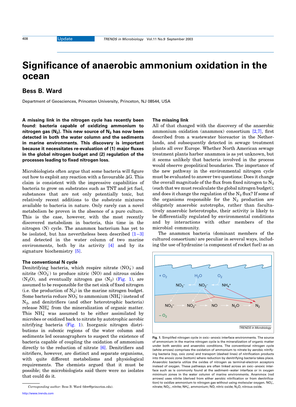 Significance of Anaerobic Ammonium Oxidation in the Ocean