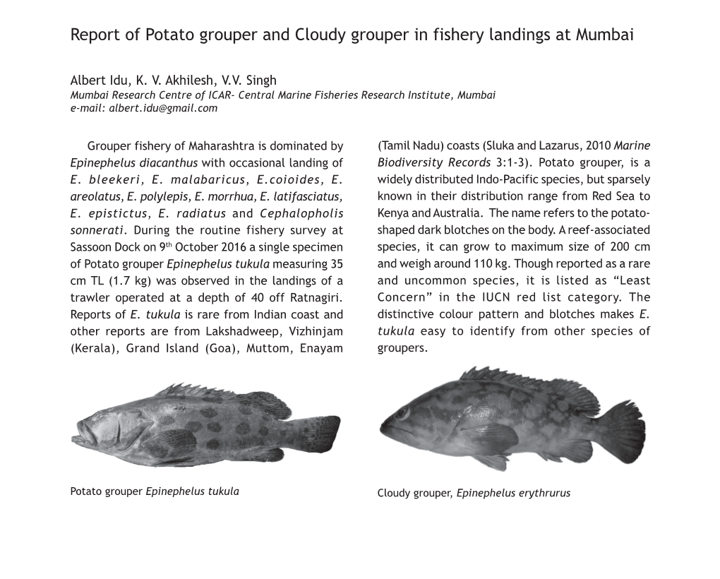 Report of Potato Grouper and Cloudy Grouper in Fishery Landings at Mumbai