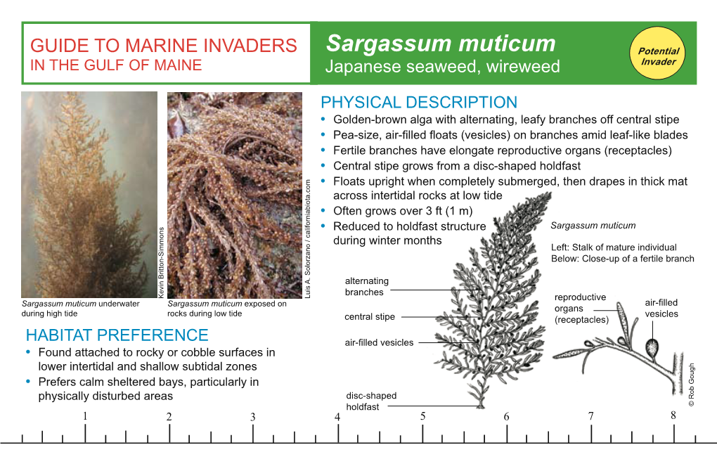 Sargassum Muticum Potential in the GULF of MAINE Japanese Seaweed, Wireweed Invader