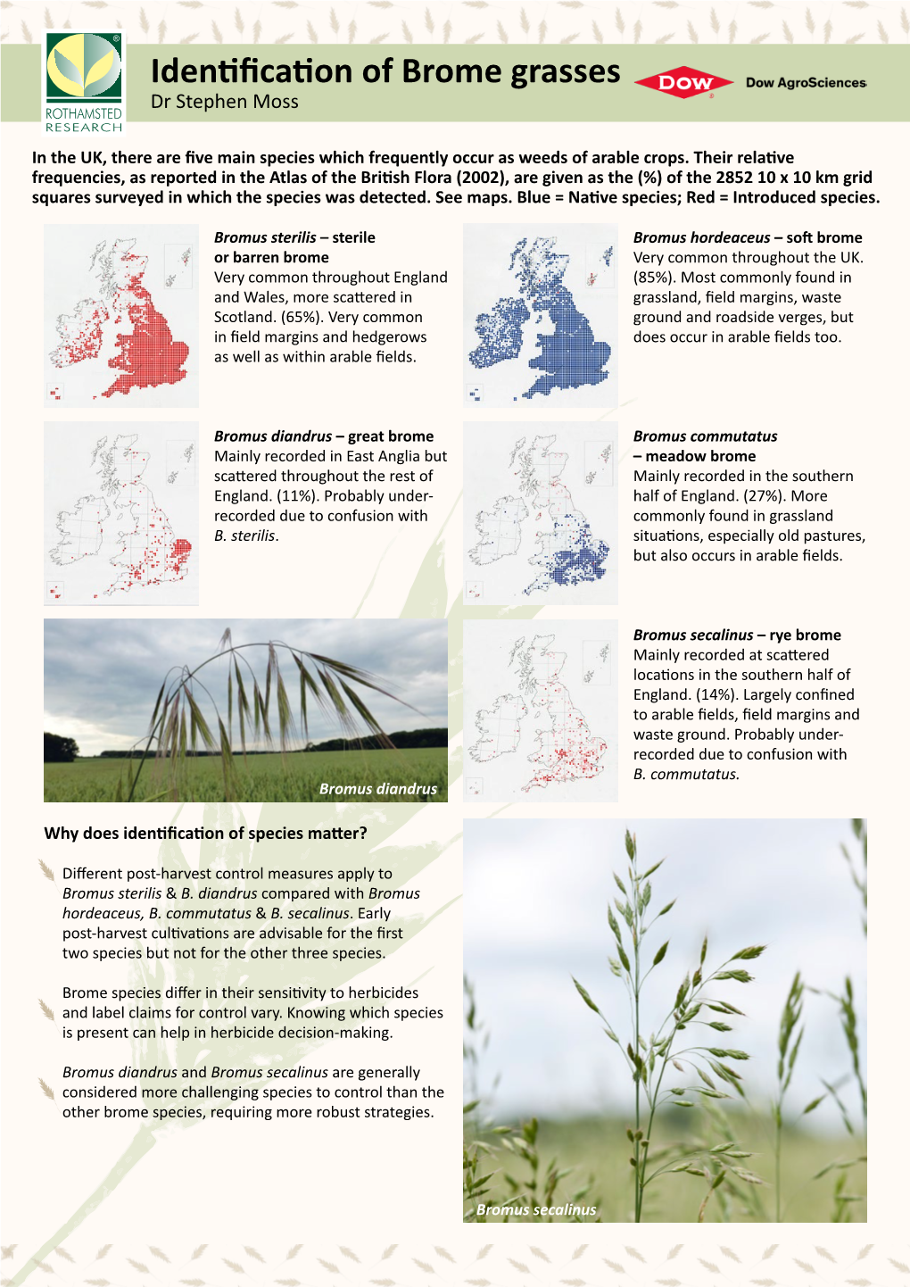 Identification of Brome Grasses Dr Stephen Moss ROTHAMSTED RESEARCH in the UK, There Are Five Main Species Which Frequently Occur As Weeds of Arable Crops