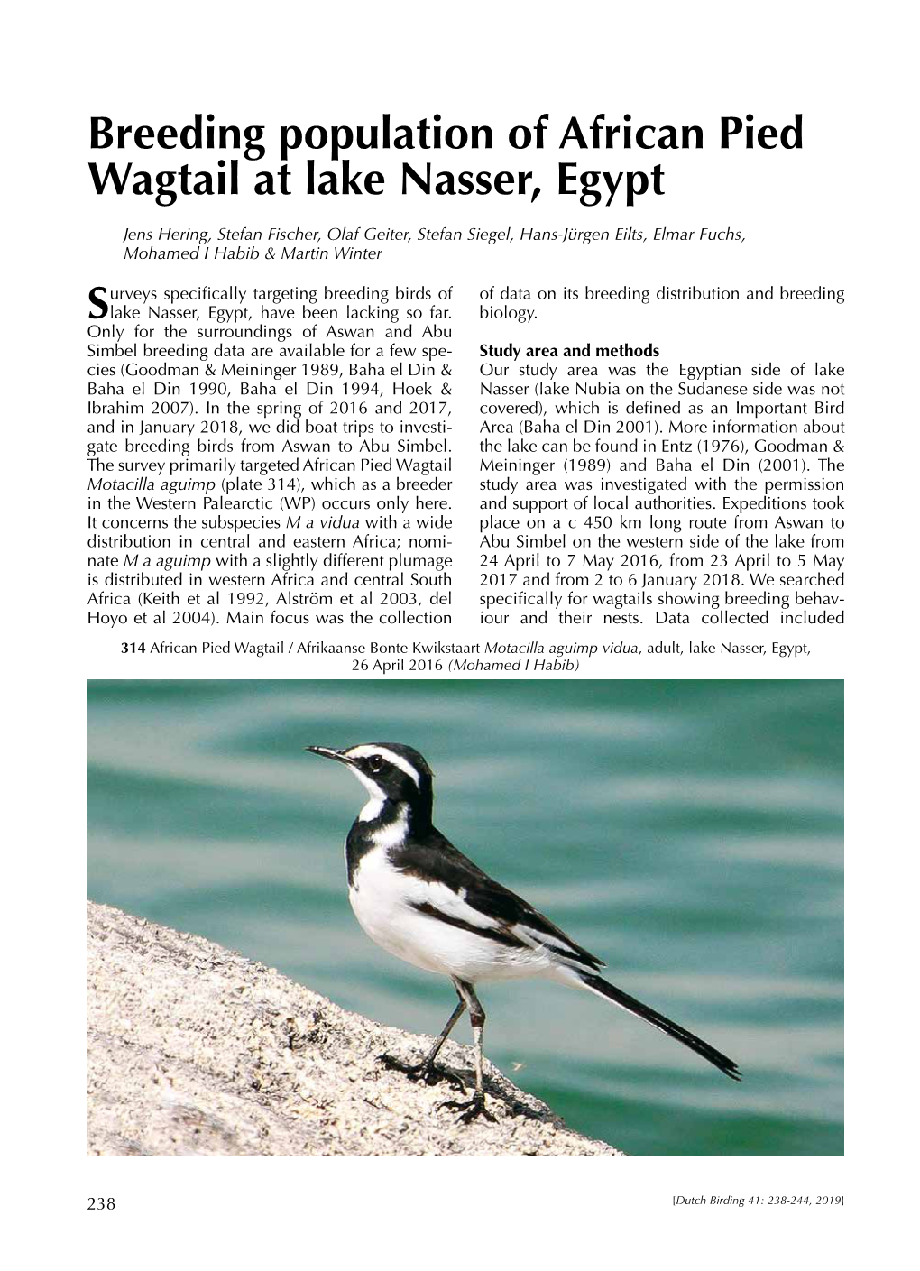 Breeding Population of African Pied Wagtail at Lake Nasser, Egypt