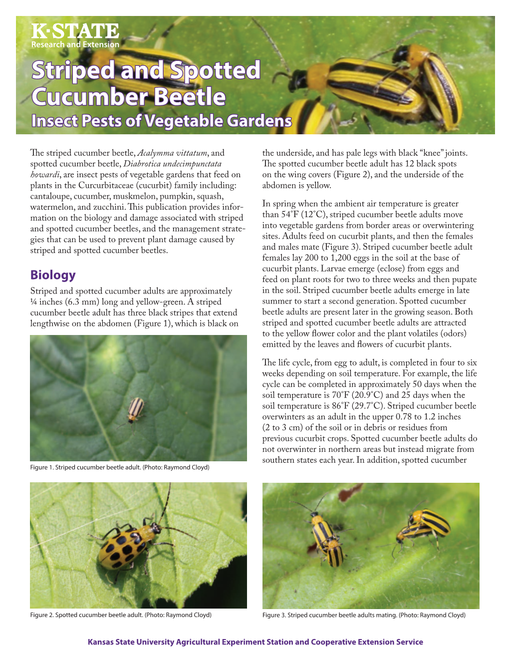 MF3545 Striped and Spotted Cucumber Beetle: Insect Pests Of