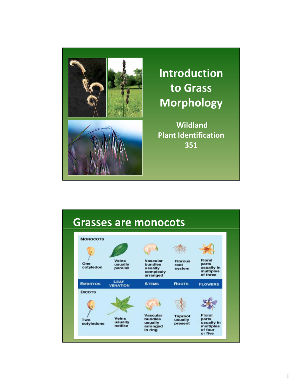 Introduction to Grass Morphology