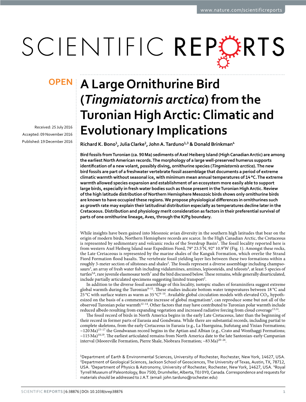 A Large Ornithurine Bird (Tingmiatornis Arctica) from The