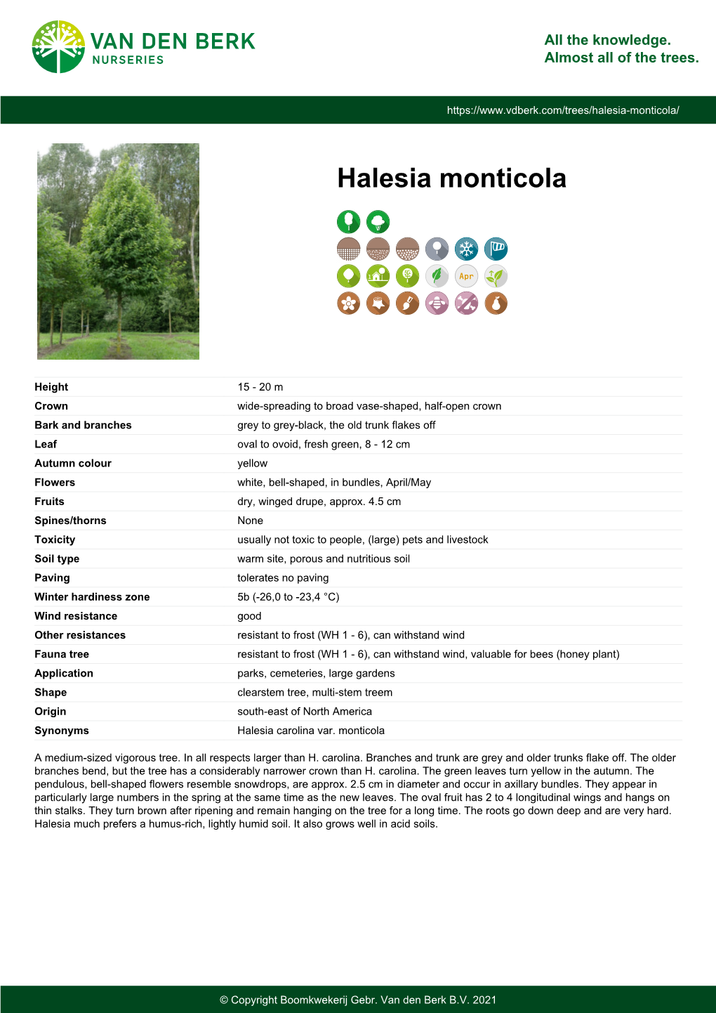 Halesia Monticola