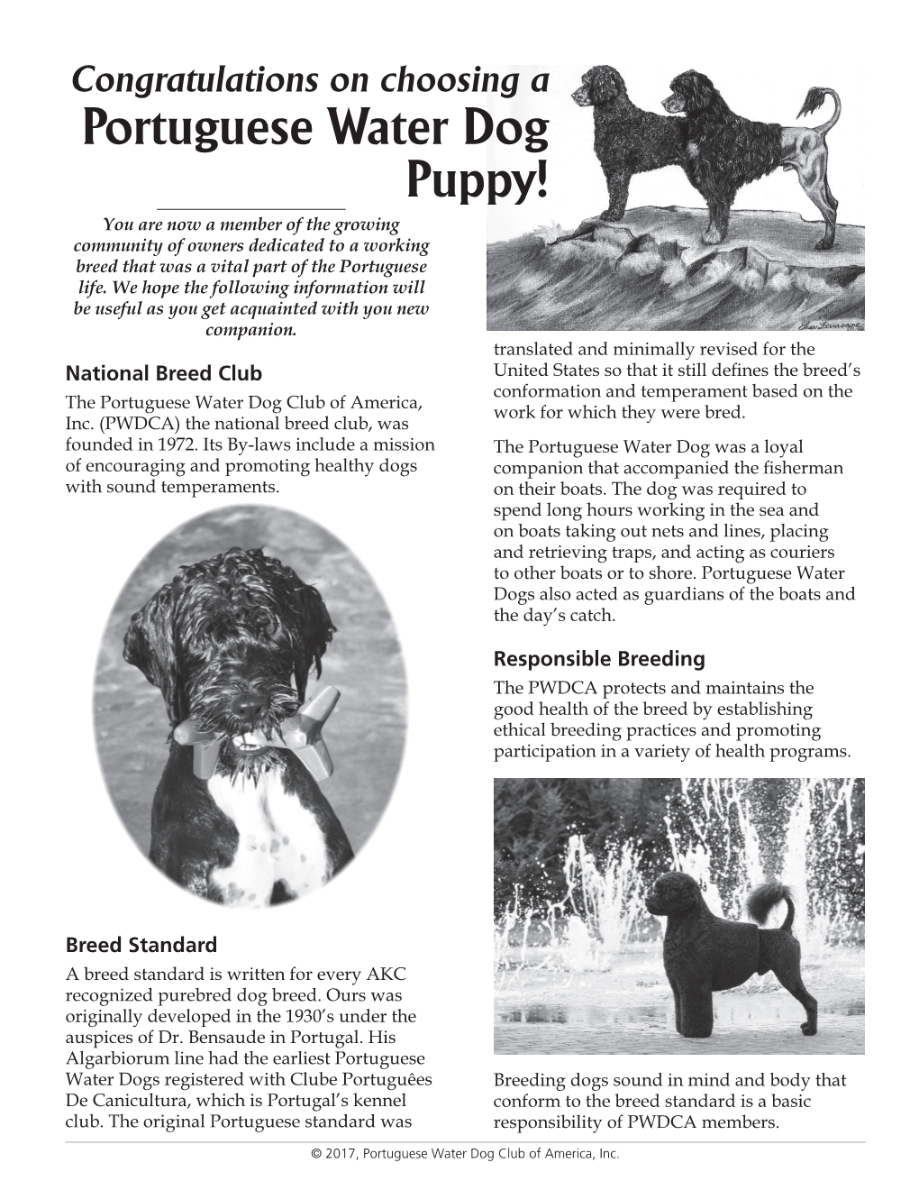 Portuguese Water Dog Puppy! You Are Now a Member of the Growing Community of Owners Dedicated to a Working Breed That Was a Vital Part of the Portuguese Life