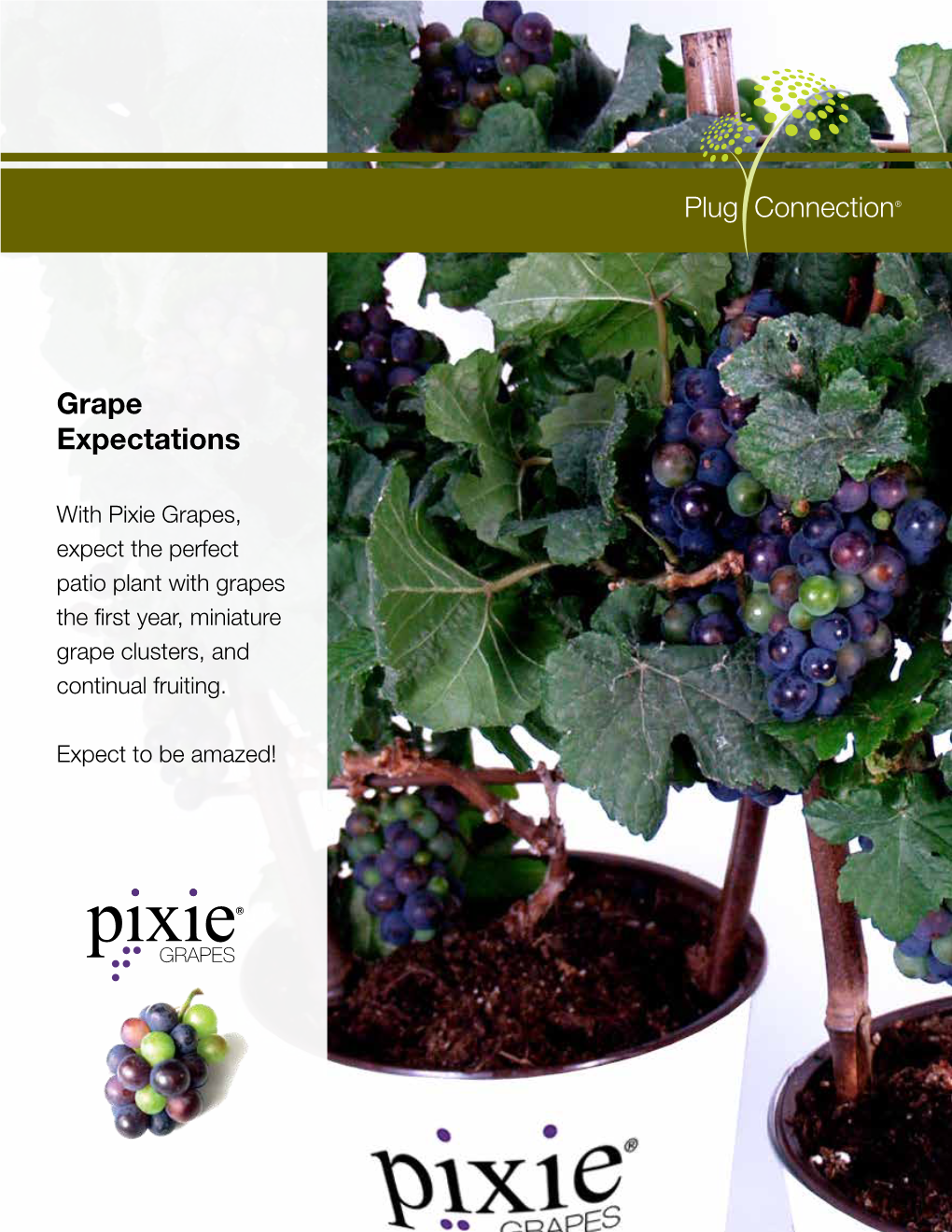 With Pixie Grapes, Expect the Perfect Patio Plant with Grapes the First Year, Miniature Grape Clusters, and Continual Fruiting