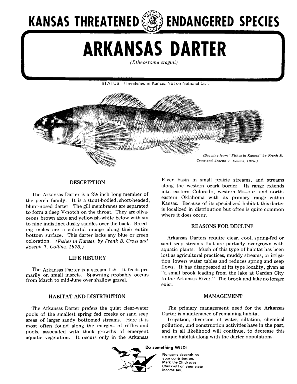 ARKANSAS DARTER (Etheostoma Cragini)