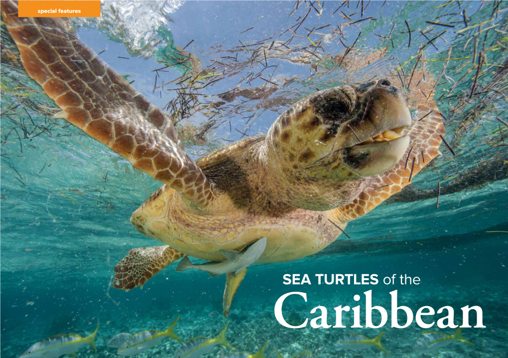 Sea Turtles in the Caribbean Sea