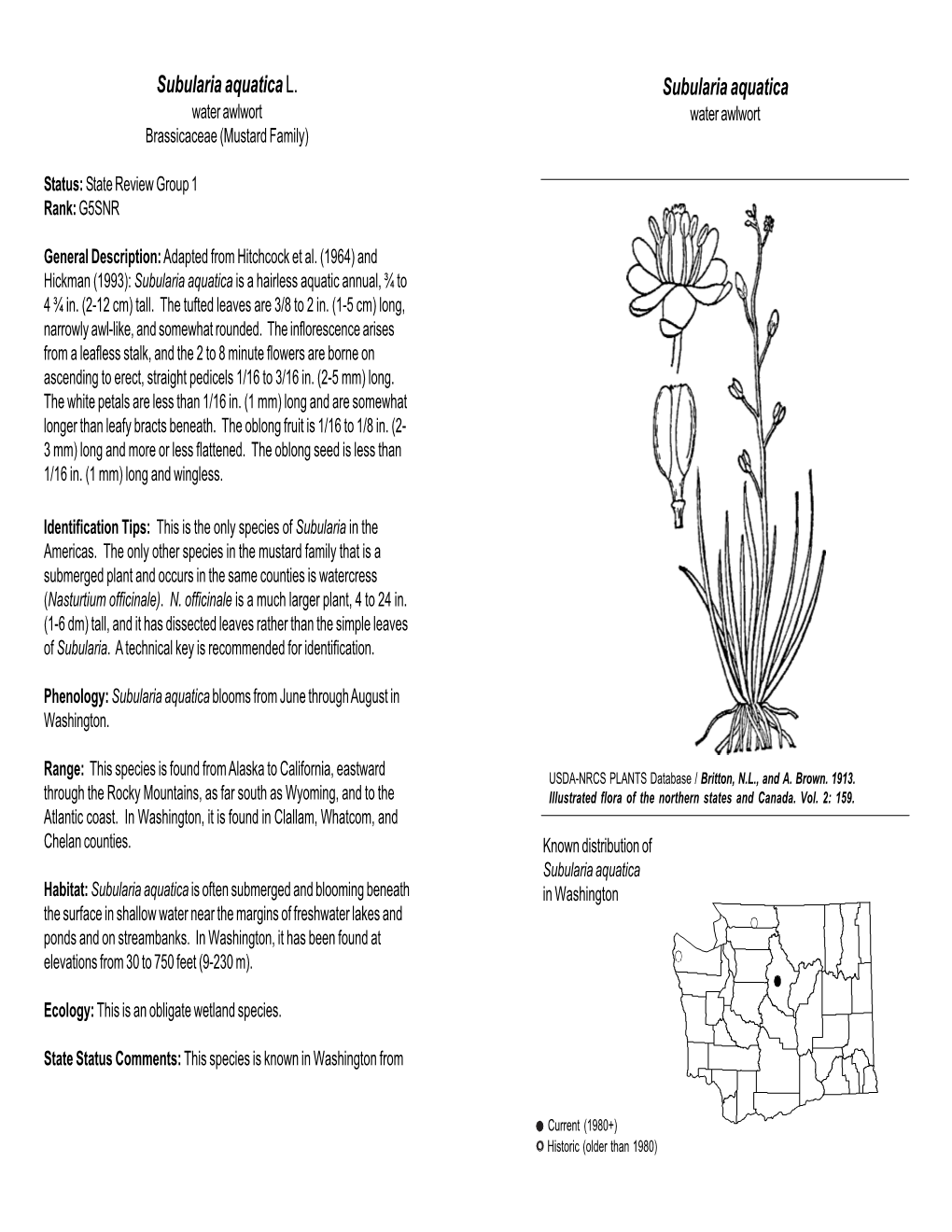 Subularia Aquatica Var. Americana