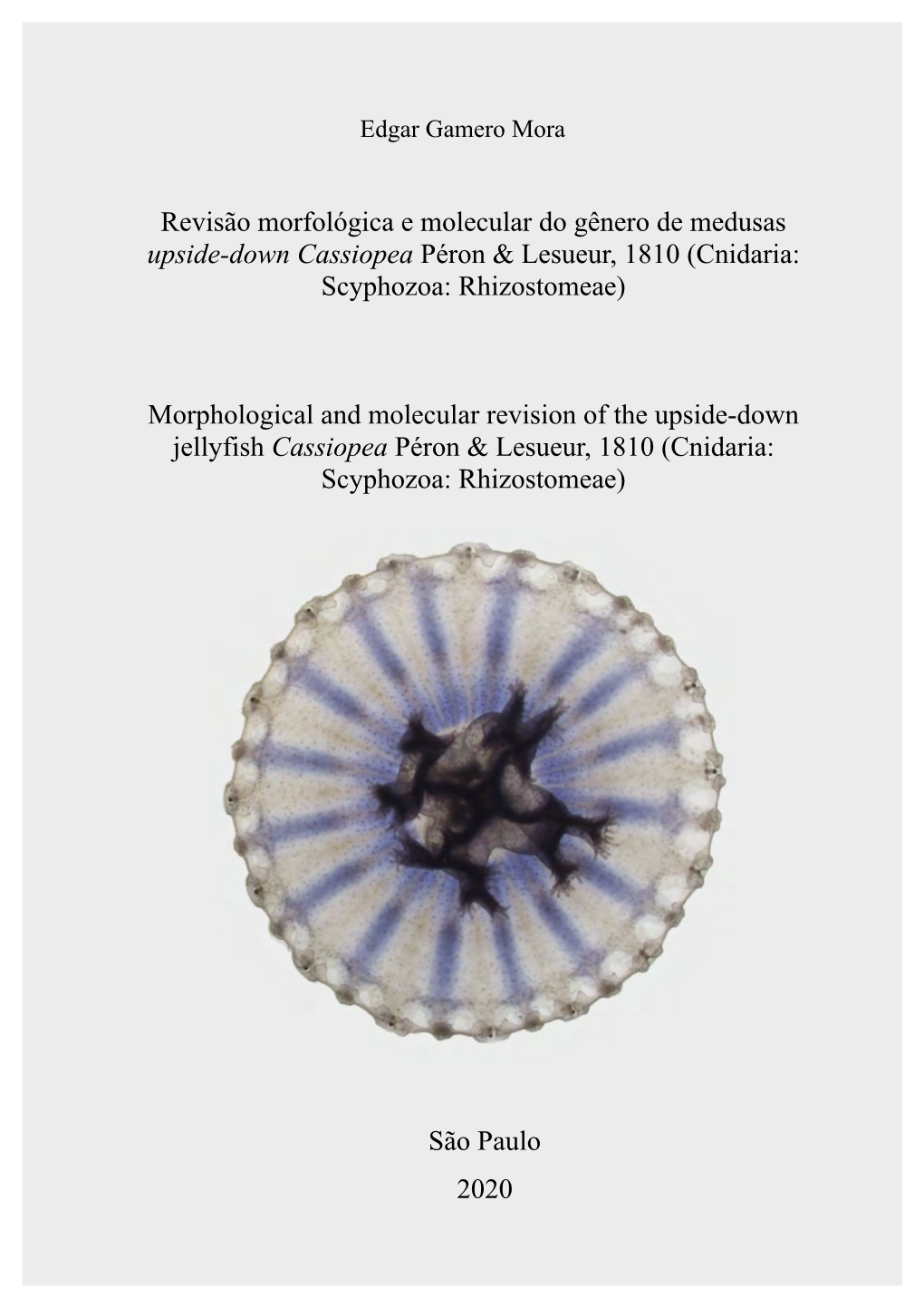 Cnidaria: Scyphozoa: Rhizostomeae)