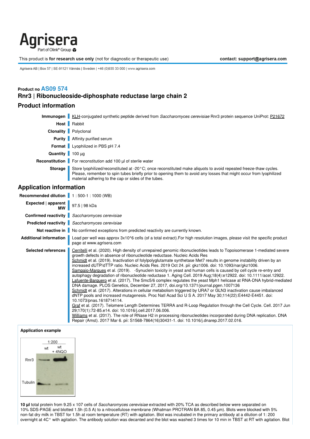 Rnr3 | Ribonucleoside-Diphosphate Reductase Large Chain 2 Product Information