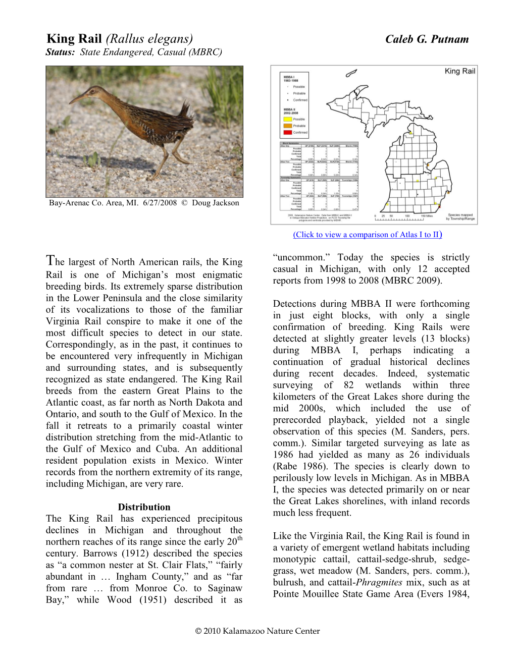 King Rail (Rallus Elegans) Caleb G