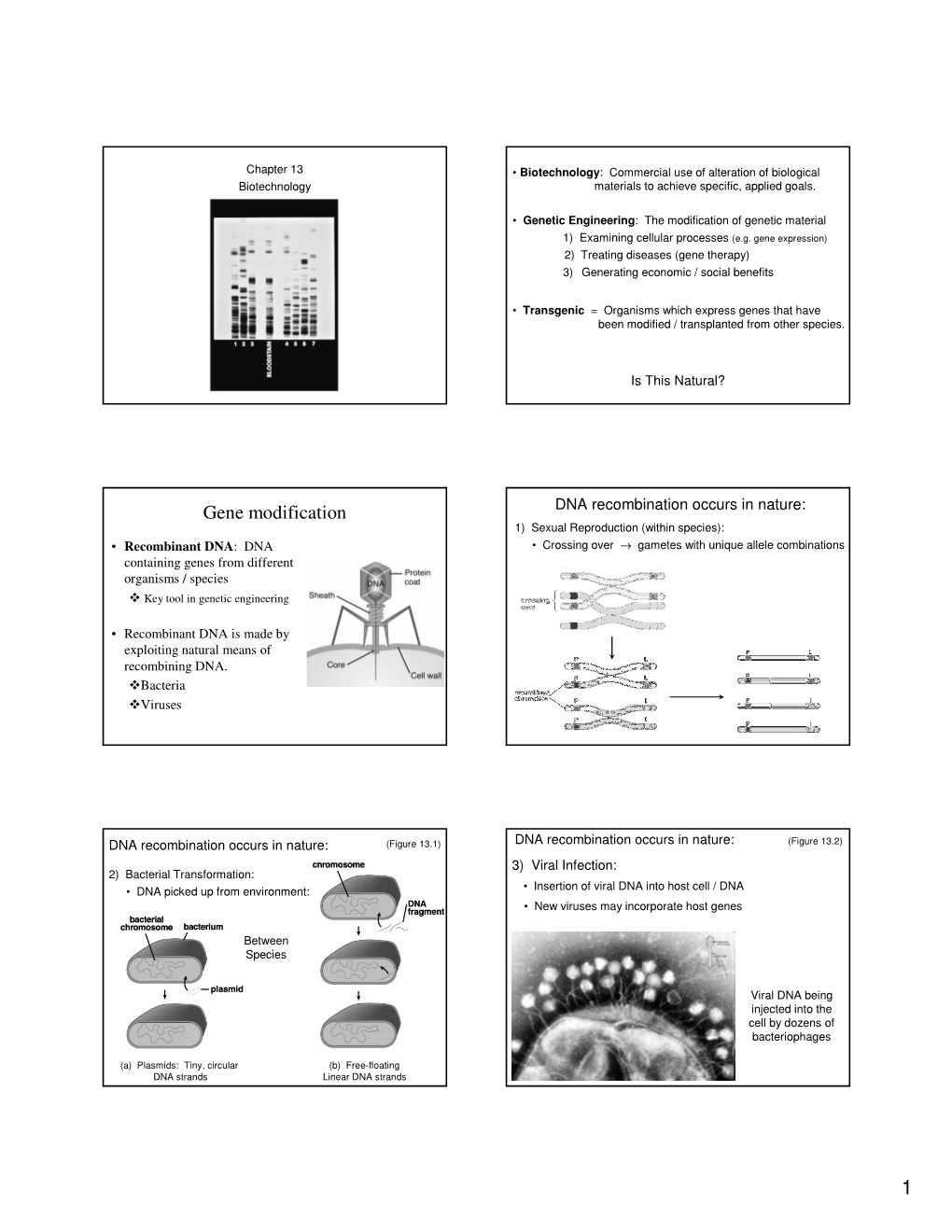 Gene Modification