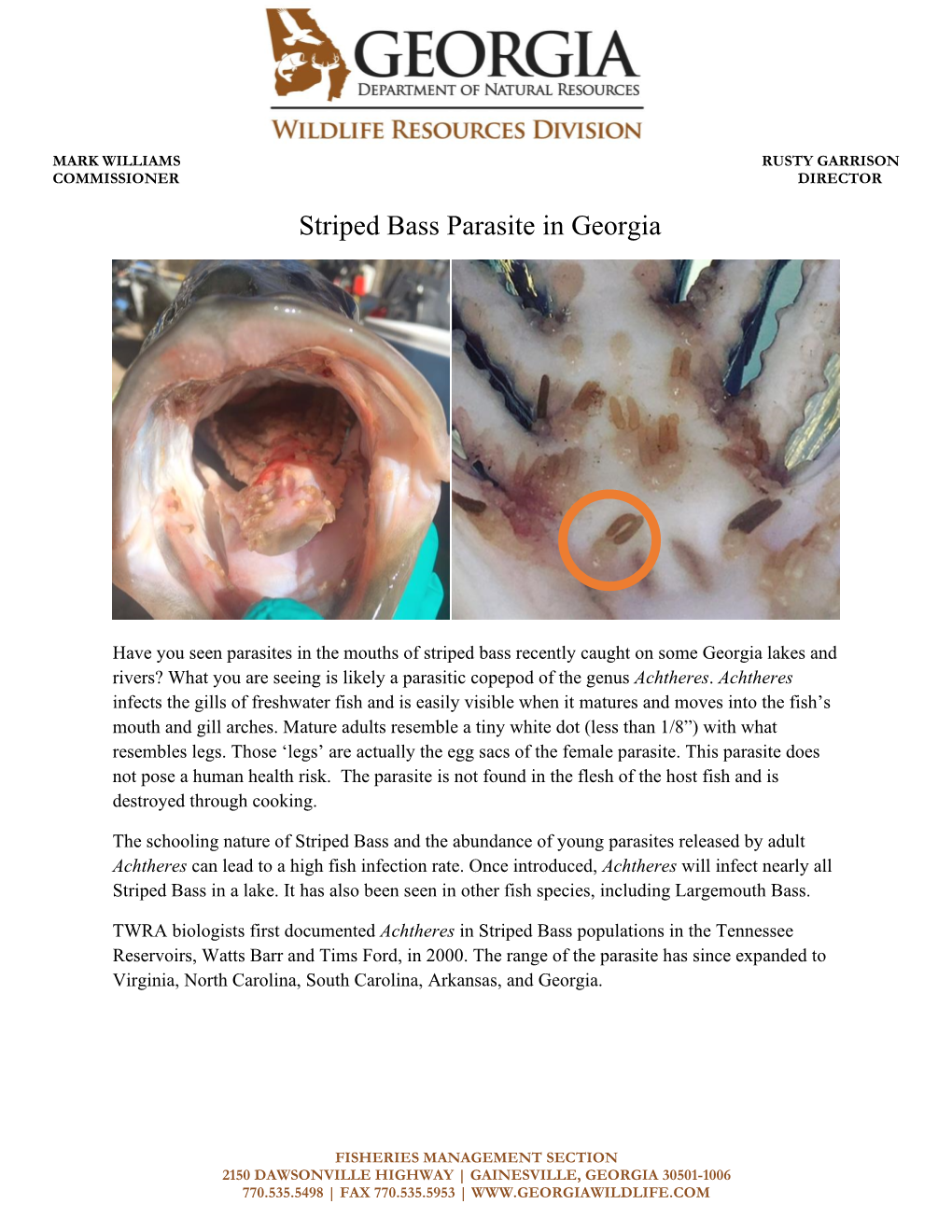 Striped Bass Parasite in Georgia