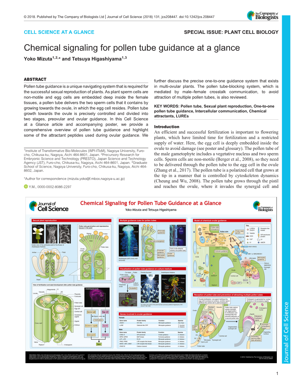 Chemical Signaling for Pollen Tube Guidance at a Glance Yoko Mizuta1,2,* and Tetsuya Higashiyama1,3