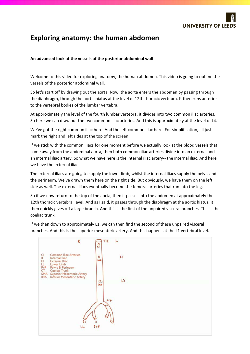 Exploring Anatomy: the Human Abdomen