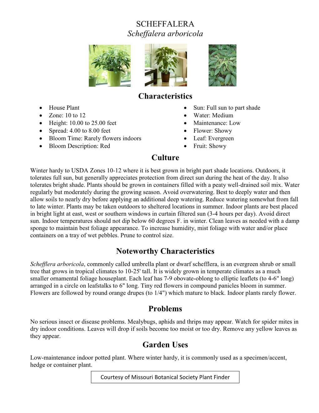 SCHEFFALERA Scheffalera Arboricola Characteristics Culture