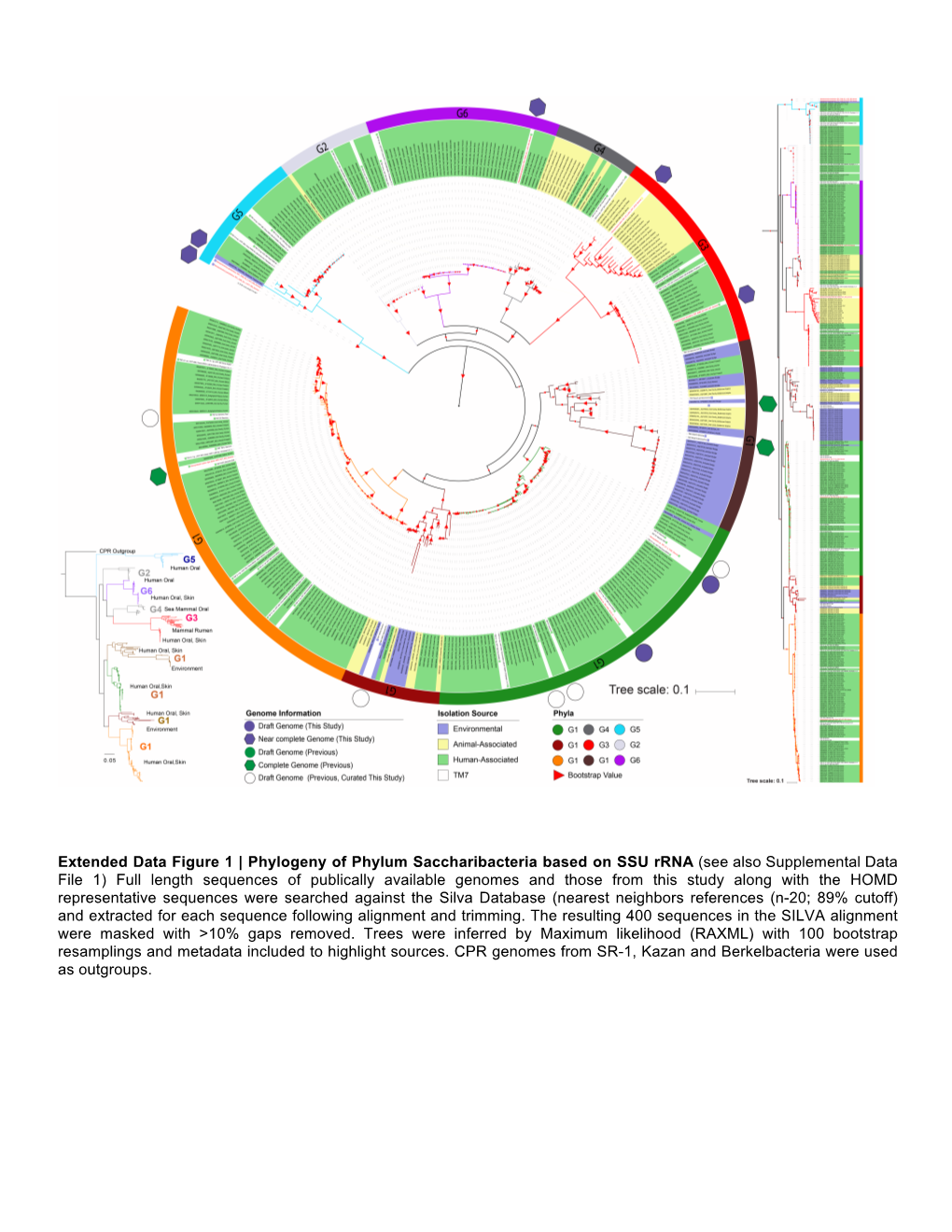 Extended Data Figure 1 | Phylogeny of Phylum Saccharibacteria Based On