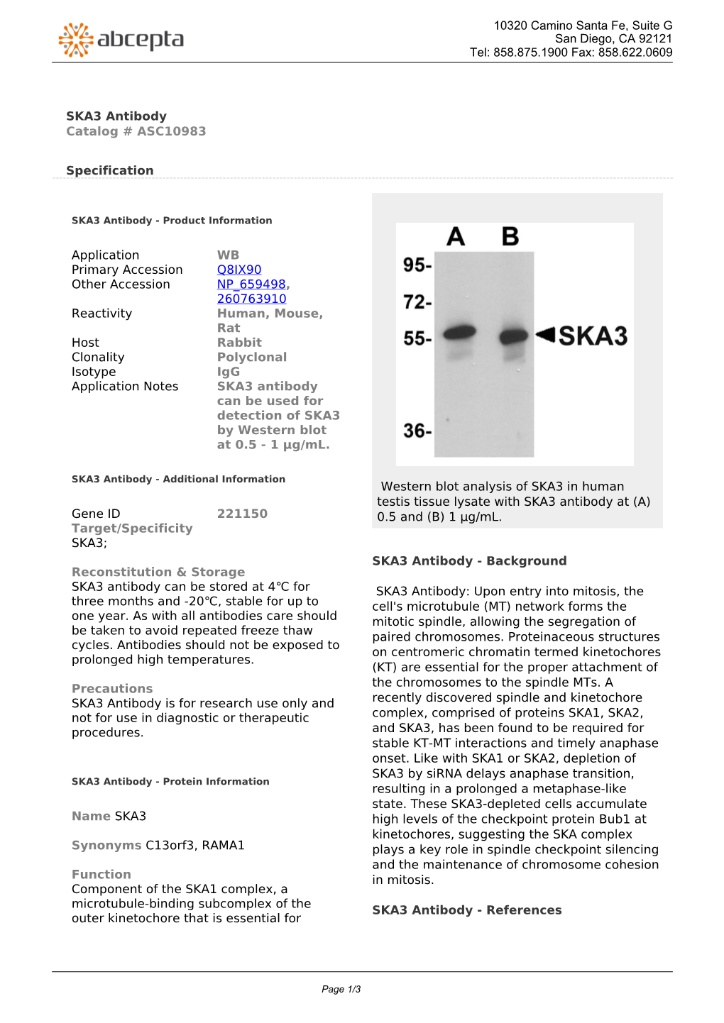 SKA3 Antibody Catalog # ASC10983