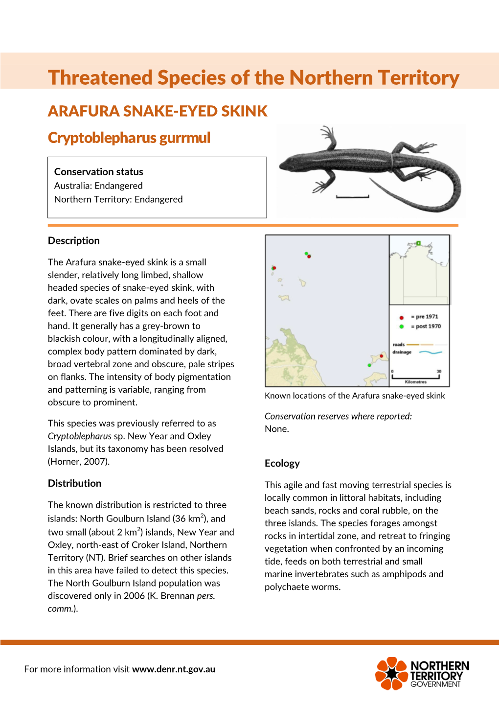 ARAFURA SNAKE-EYED SKINK Cryptoblepharus Gurrmul