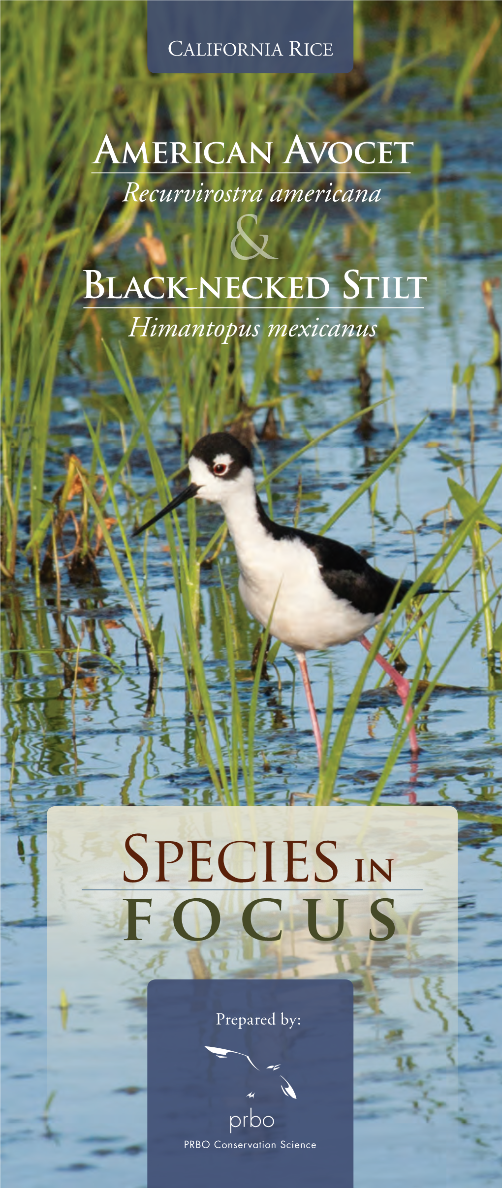 American Avocet & Black-Necked Stilt