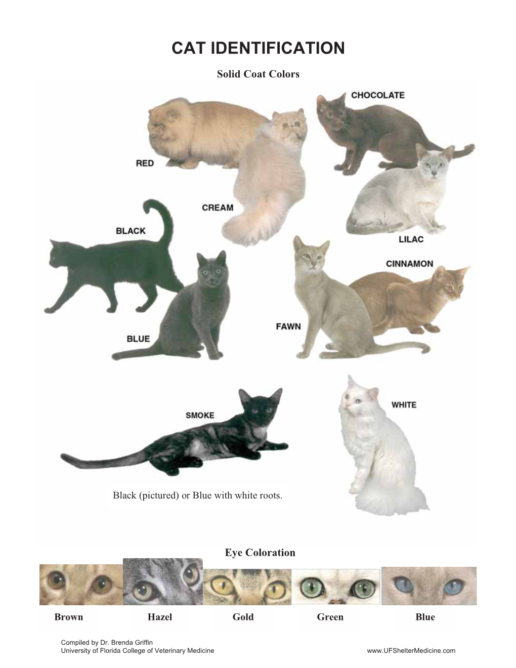 Cat Identification