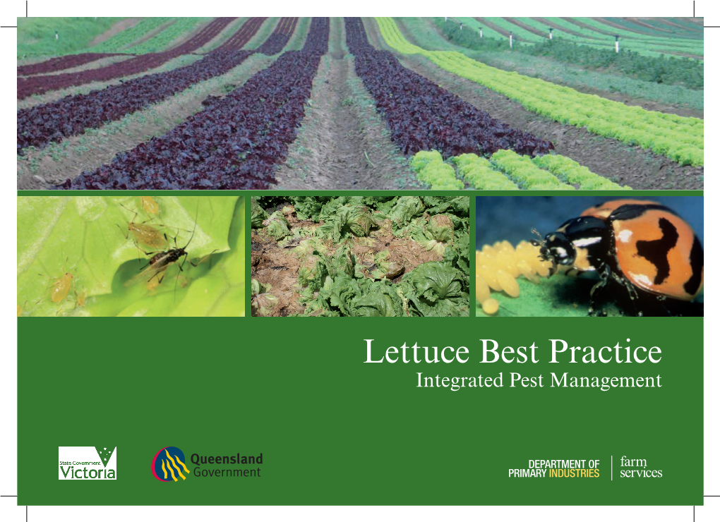 Lettuce Best Practice Integrated Pest Management Farm Services Victoria Ii