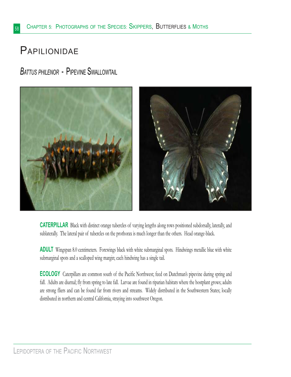 Papilionidae