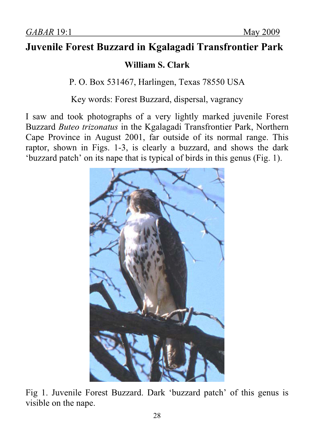 Juvenile Forest Buzzard in Kgalagadi Transfrontier Park