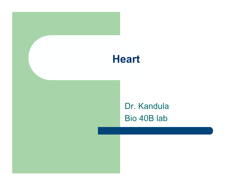 Dr. Kandula Bio 40B Lab Location of Heart Anatomy of Heart Heart Chambers Heart Anatomy