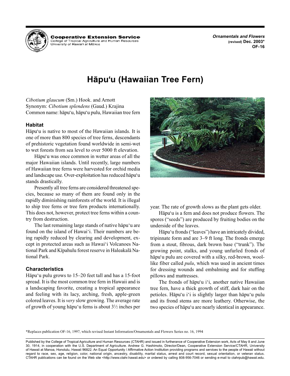 Hapuu (Hawaiian Tree Fern)