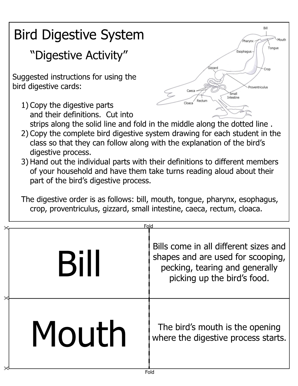 Bird Digestive System Activity