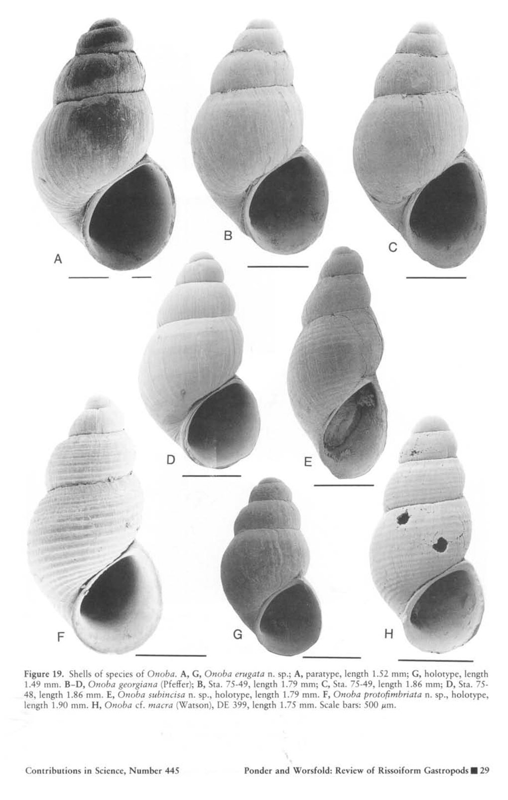 G, Holotype, Length 1.49 Mm. BD