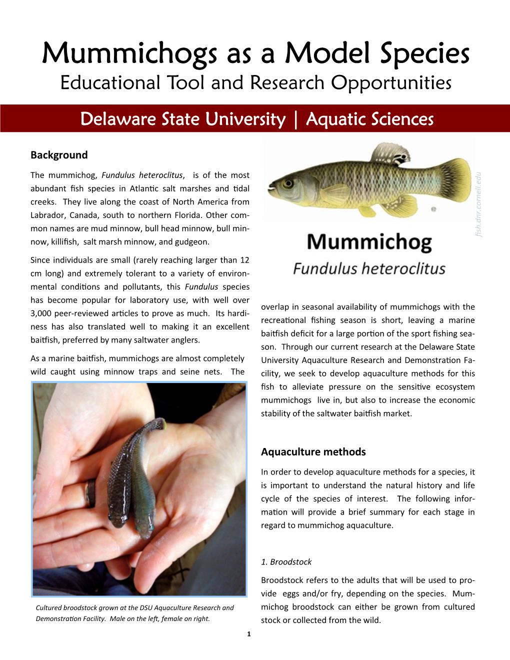 Mummichogs As a Model Species Educational Tool and Research Opportunities Delaware State University | Aquatic Sciences