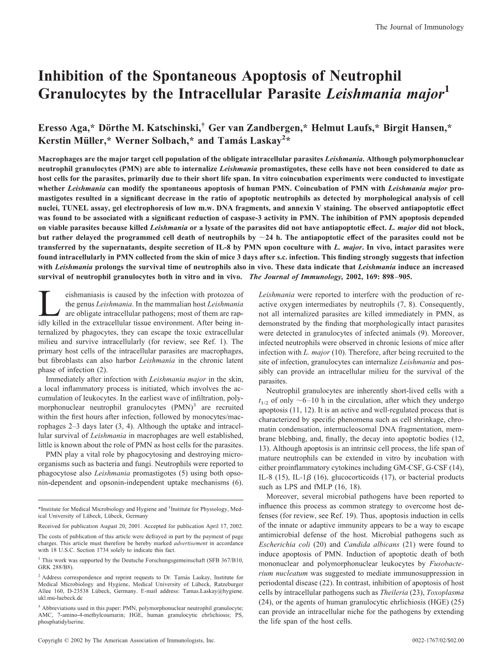 Leishmania Major Parasite Neutrophil Granulocytes by the Intracellular Inhibition of the Spontaneous Apoptosis Of