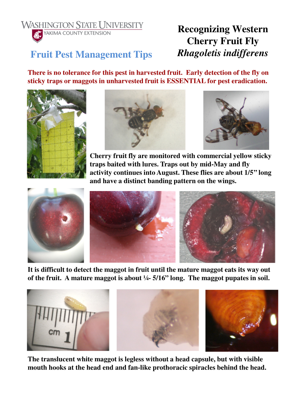 Recognizing Western Cherry Fruit Fly Rhagoletis Indifferens Fruit Pest