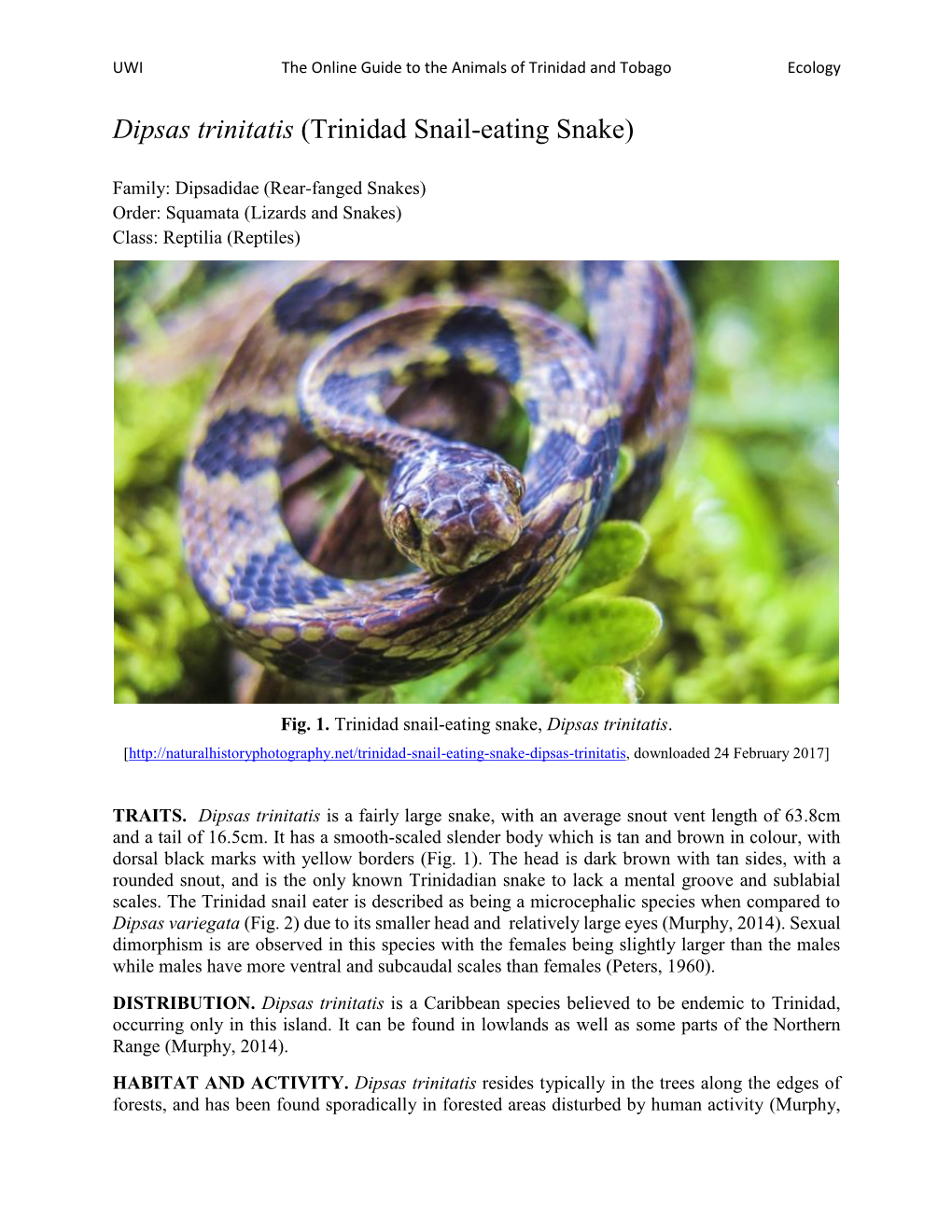 Dipsas Trinitatis (Trinidad Snail-Eating Snake)