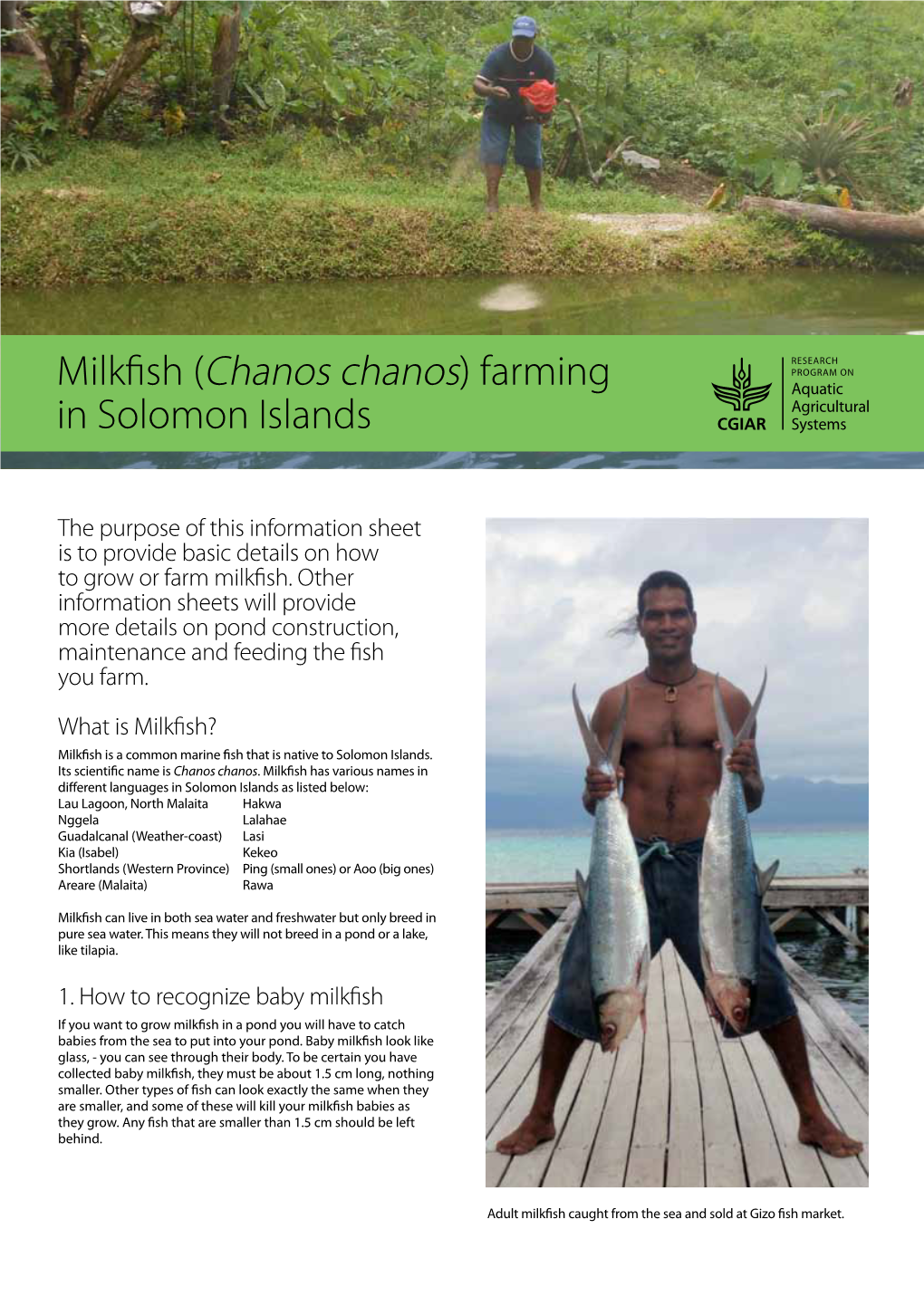 Milkfish (Chanos Chanos) Farming