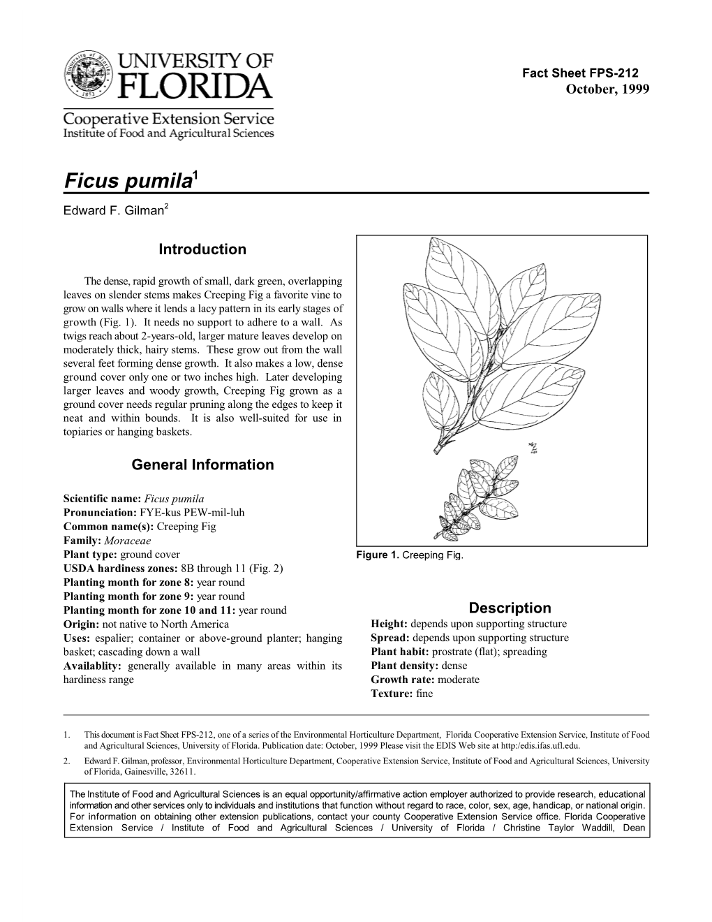 Ficus Pumila -- Creeping Fig Page 2